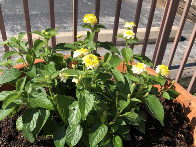 Fredericksburg Inn and Suites